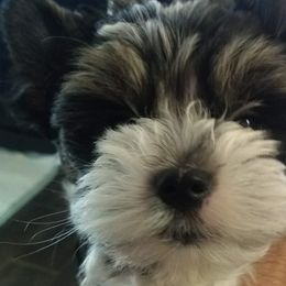 Biewer Terriers from My Forever Baby Yorkies