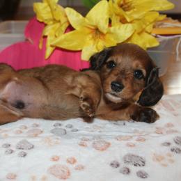 Boy 1 - Red male Dachshund puppy in Windsor, Colorado from Murry’s minis