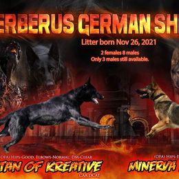 German Shepherds from Cerberus German Shepherds