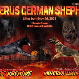 German Shepherds from Cerberus German Shepherds