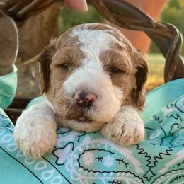 Mint (Dior) - Parti female Goldendoodle puppy in Celina, Texas from Kennedy Doodles