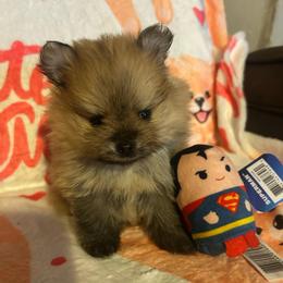 Winston - Orange sable male Pomeranian puppy in Zavalla, Texas from Precious Puff Poms