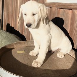 Knight - Yellow Labrador Retriever puppy in Harrison, Arkansas from Brandywine Labradors