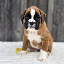 Stella - Fawn female Boxer puppy in Preston, Maryland from Katie's Pups