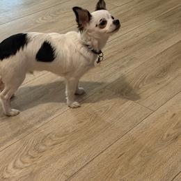 Churro - Chihuahua