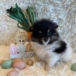 Finn - Black and tan parti male Pomeranian puppy in Success, Missouri from Sweet Success