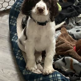 English Springer Spaniel Puppies from Indian Creek Springers