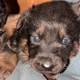 PUPPY - Bi-color female German Shepherd puppy in Bennington, Vermont from Vom Eichenhain GSD's