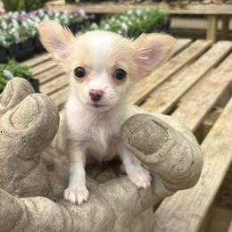 Rozee - Blue fawn female Chihuahua puppy in Amarillo, Texas from Barbara JAN Lukenbill