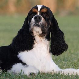 Cavapoos, Cockapoos, and Cocker Spaniels from Britts.Darling.Doodles
