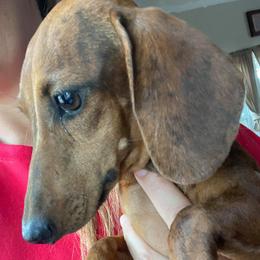 Luna - Dachshund