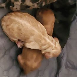 Girl 1 - Wheaten female Whoodle puppy in Tomball, Texas from Texas Puppy Dreams LLC dba Whoodles and Co.