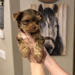 Yorkshire Terrier Puppies from Happy Days Acres and Yorkies