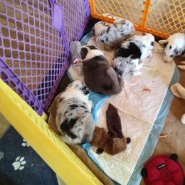 Border Collie Puppies from Janese's Border Collies