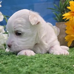 Isla - White female Maltese puppy in Aurora, Missouri from KnJ Precious Paws LLC