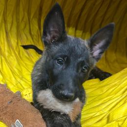 Raven - Black brindle female Dutch Shepherd puppy in Sierra Vista, Arizona from KnightWatch K-9