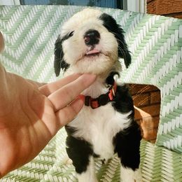 Sheepadoodle Puppies from Boujie Doo’s