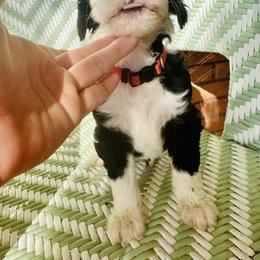 Sheepadoodle Puppies from Boujie Doo’s