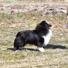 Stagger - Shetland Sheepdog