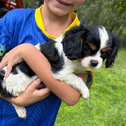 Tricolor Girl - Tri-color female Cavalier King Charles Spaniel puppy in Mount Dora, Fl, Florida from Breezy Palms Puppies