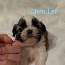 Chandler (potentially available soon) - Gold and white male Shih Tzu puppy in California from Fairy Tails Shih Tzus CA