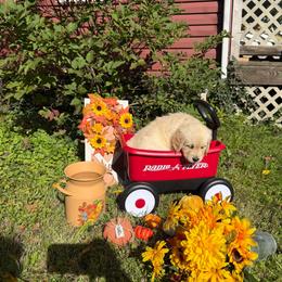 Girl 3 (Rollei) (red collar) - Light golden female Golden Retriever puppy in Hubbard, Ohio from Whickering Pines Golden Retrievers