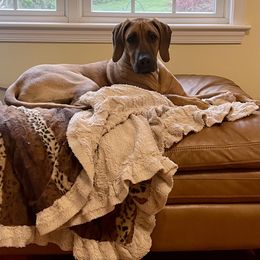 Rhodesian Ridgeback Puppies from Lyonnese Rhodesian Ridgebacks