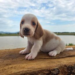 Bennet - Red and white male Basset Hound puppy in Denison, Texas from Emma Lou's Baby Bassets
