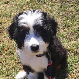 Bernedoodles from Lake Poygan Bernedoodles