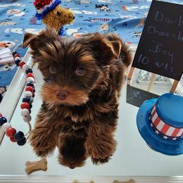 Skippy 10 weeks old - Chocolate and tan male Yorkshire Terrier puppy in Dalton, Georgia from Southern Charm Precious Paws