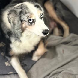 Aussiedoodle puppies from Young Gun Aussies