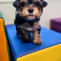 Maltese, Morkie, and Yorkshire Terrier Puppies from Fluff Town Puppies, LLC