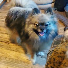 Indigo - Pomeranian