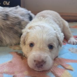 Sky - Gold female Border Collie puppy in Gary, Indiana from Lake Ridge Border Collies