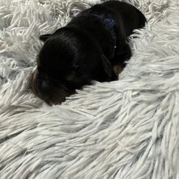 Rottweiler Puppies from Khaotic Rottweilers
