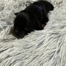 Rottweiler Puppies from Khaotic Rottweilers
