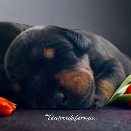 Doberman Pinscher Puppies from TeatreeDoberman