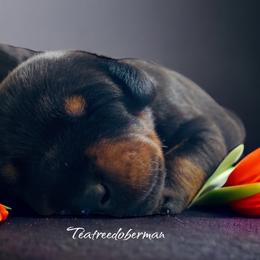 Doberman Pinscher Puppies from TeatreeDoberman