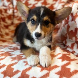 Cosmo - Black and tan Pembroke Welsh Corgi puppy in Chubbuck, Idaho from Sunny J Corgis and Mini Americans
