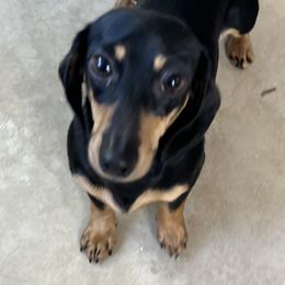 Charlotte - Dachshund