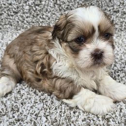 Zoe - Sable and white female Shih Tzu puppy in Newark, Ohio from Gemini Kennels