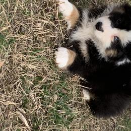 Miniature American Shepherd and Miniature Australian Shepherd Puppies from Cornerstone Mini Aussies