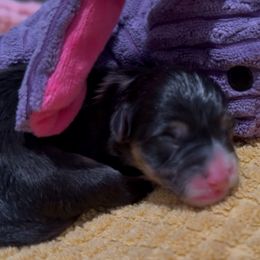 Purple bunny - Black and tan female Pembroke Welsh Corgi puppy in Summerfield, Florida from Promise Land Farm