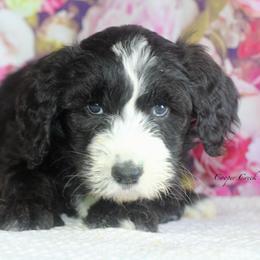Corinne - Black and white female Sheepadoodle puppy in Lowry City, Missouri from Cooper Creek Puppies