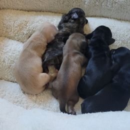 Dachshund Puppies from Rosie Posie Doxies