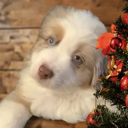 Miniature American Shepherd puppies from Great Companions MAS -Pennsylvania