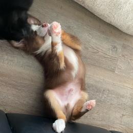 Angus - Red tri male Toy Australian Shepherd puppy in Westville, Florida from Royal Spur Aussies