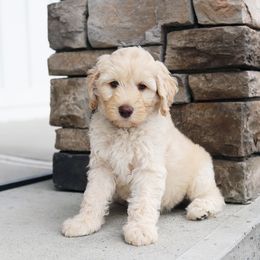 Blue - Caramel cream male Australian Labradoodle puppy in Williamstown, New York from Lewis Manor Labradoodles
