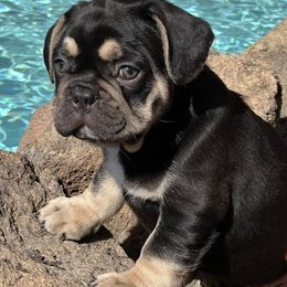 Boy 1 - Black and tan French Bulldog puppy in Elk Grove, California from Love My Crazy Frenchies