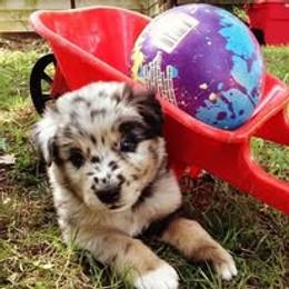 Australian Shepherd Puppies from AussieLand Shepherds